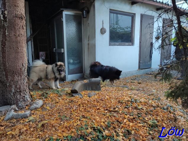 30.10.2024 - Gartenlust